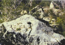 foto masso combara